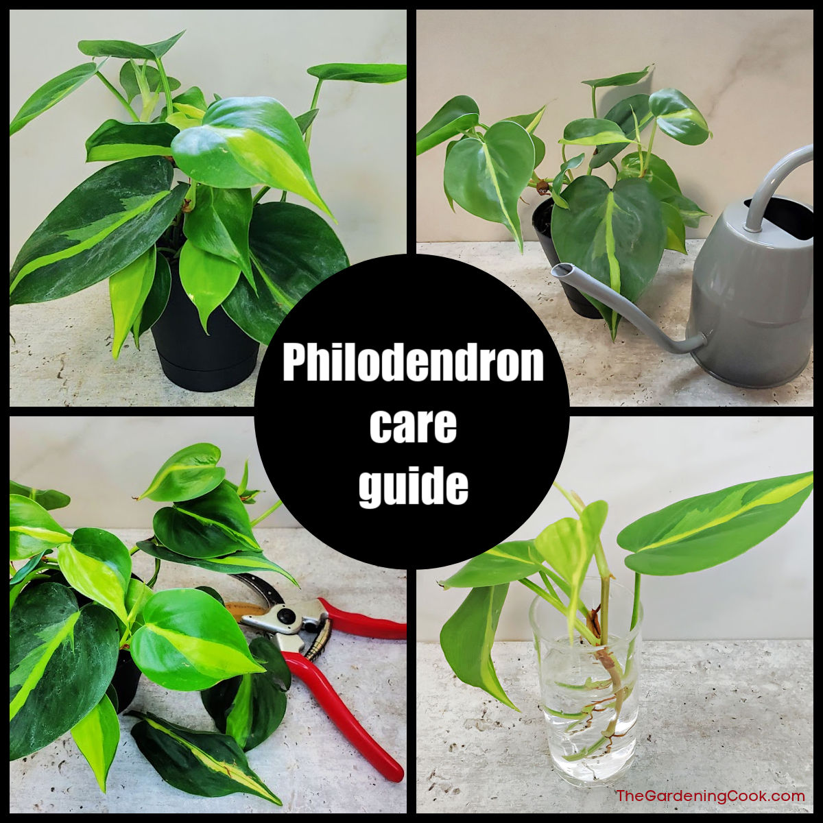 Photos of a heartleaf philodendron, with watering can, garden shears and a cutting in a jar of water. Text reads philodendron care guide.