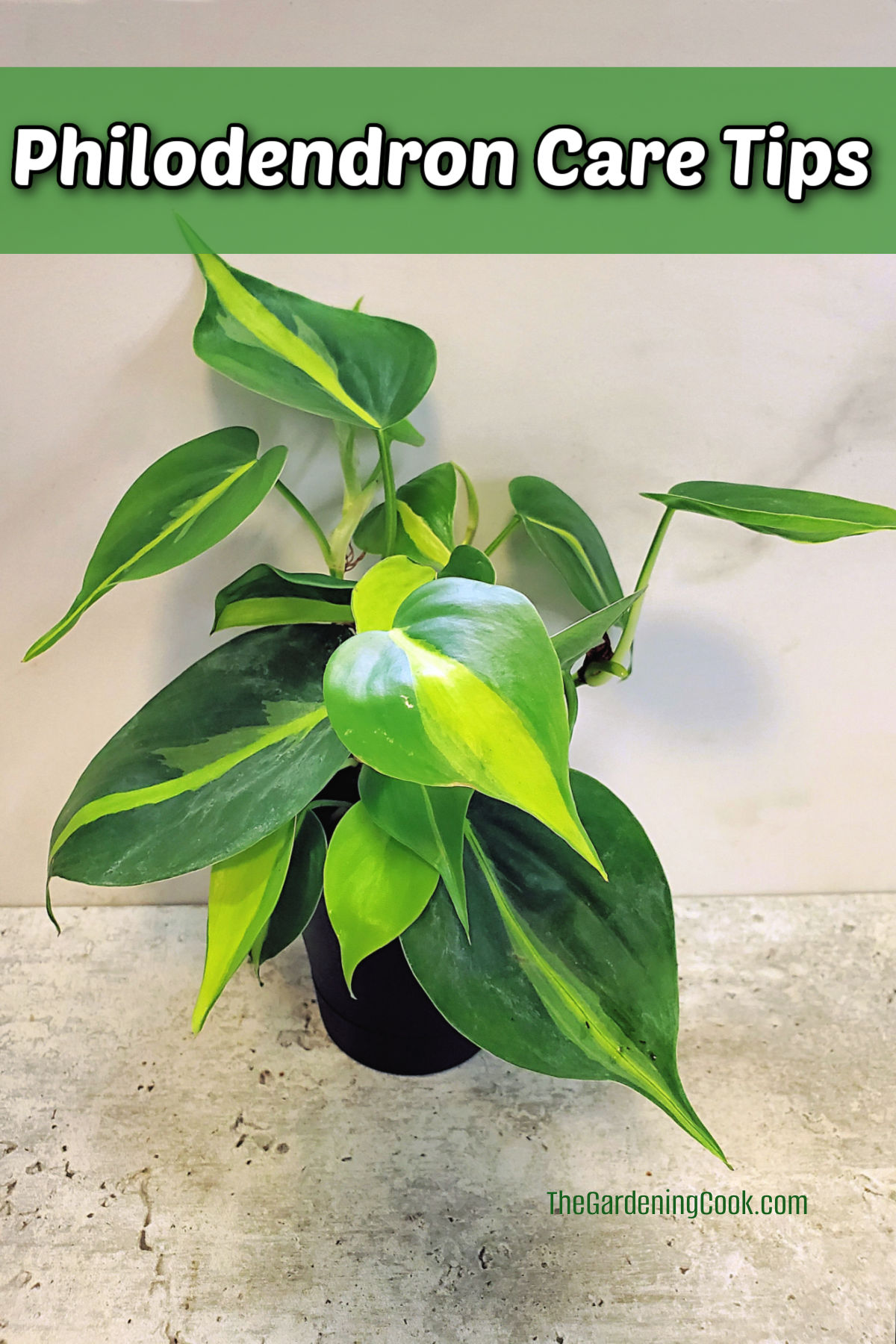 A heartleaf philodendron in a black pot with text reading philodendron care tips.