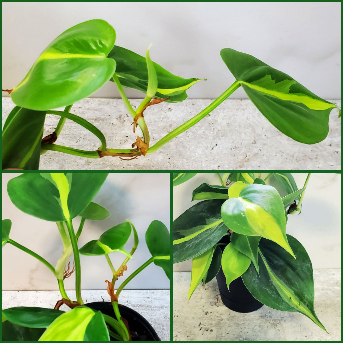 A philodendron plant showing new growth, aerial roots and heart shaped leaves with variegation.