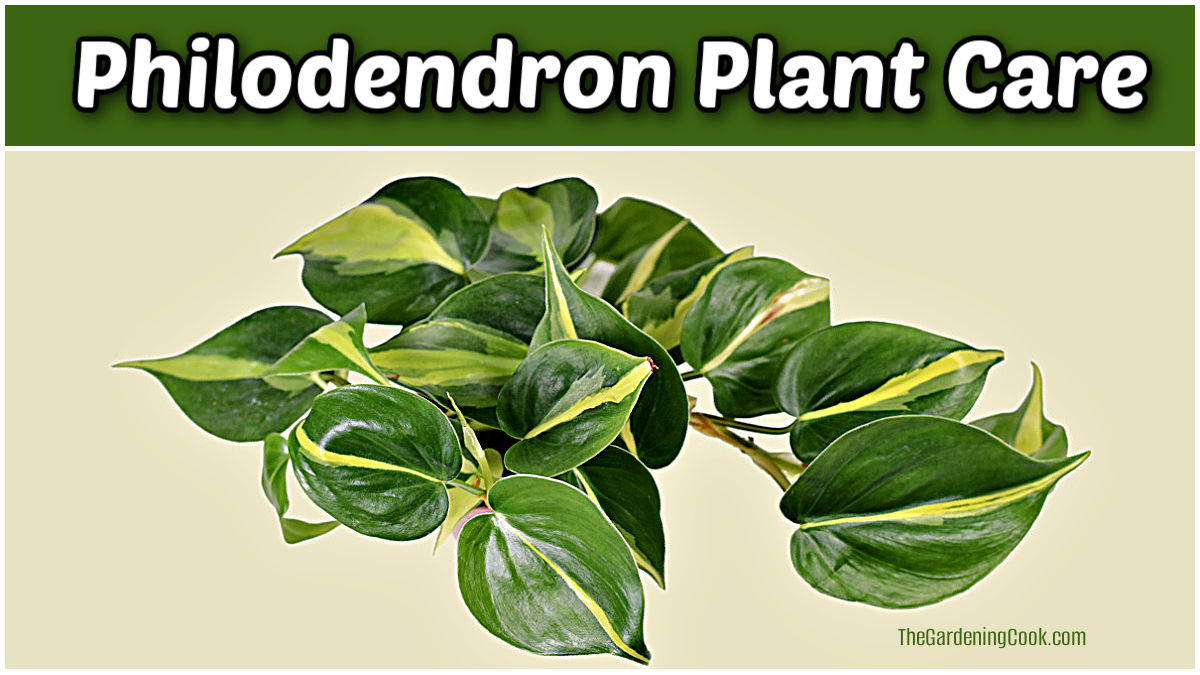 A heartleaf philodendron 'Brasil' with text reading philodendron plant care.