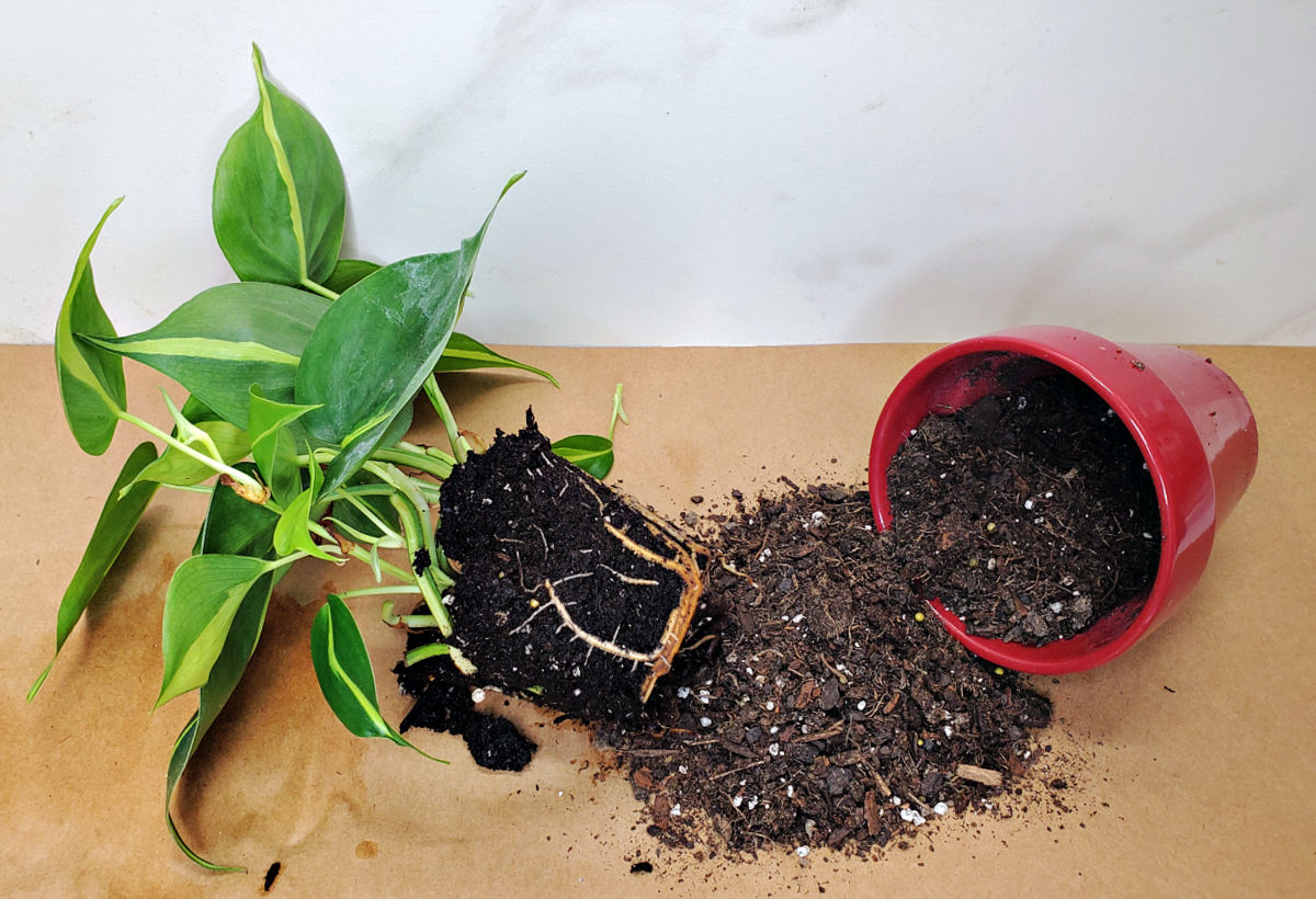 A variegated heartleaf philodendron next to a pot of well-draining soil.