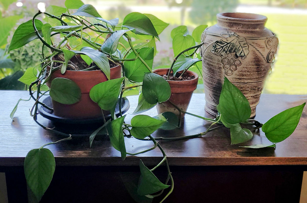 Two pothos houseplants growing in bright light in a north-facing window.