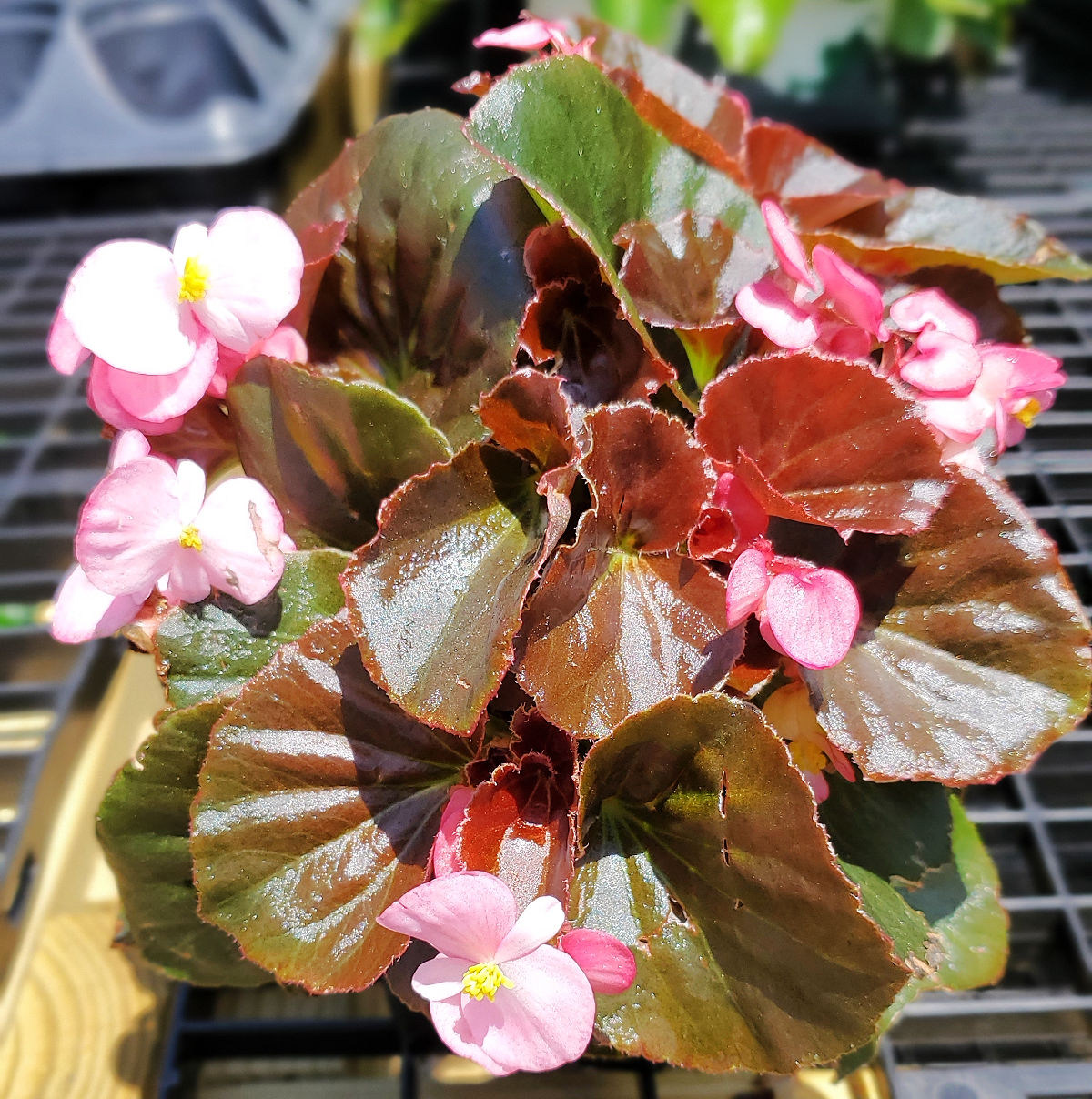 A wax begonia plant with greenish brown leaves and pink flowers.