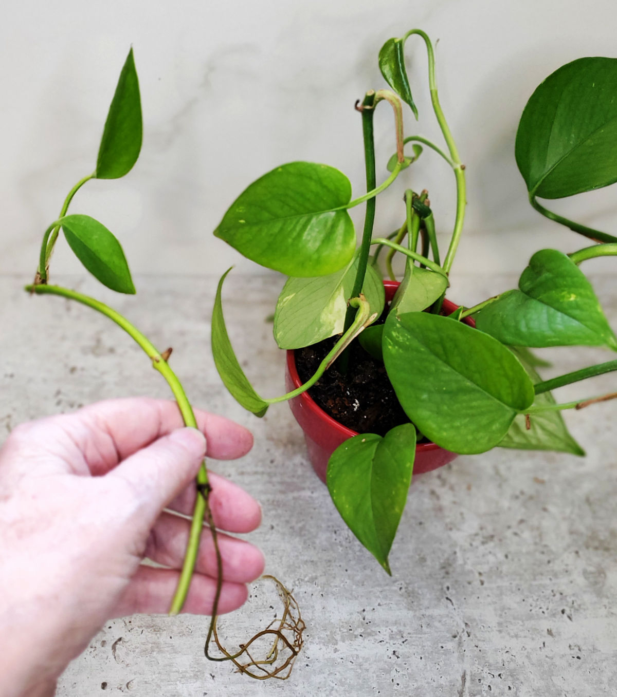 A woman placing a rooted pothos cutting in a pot of soil with other pothos cuttings.