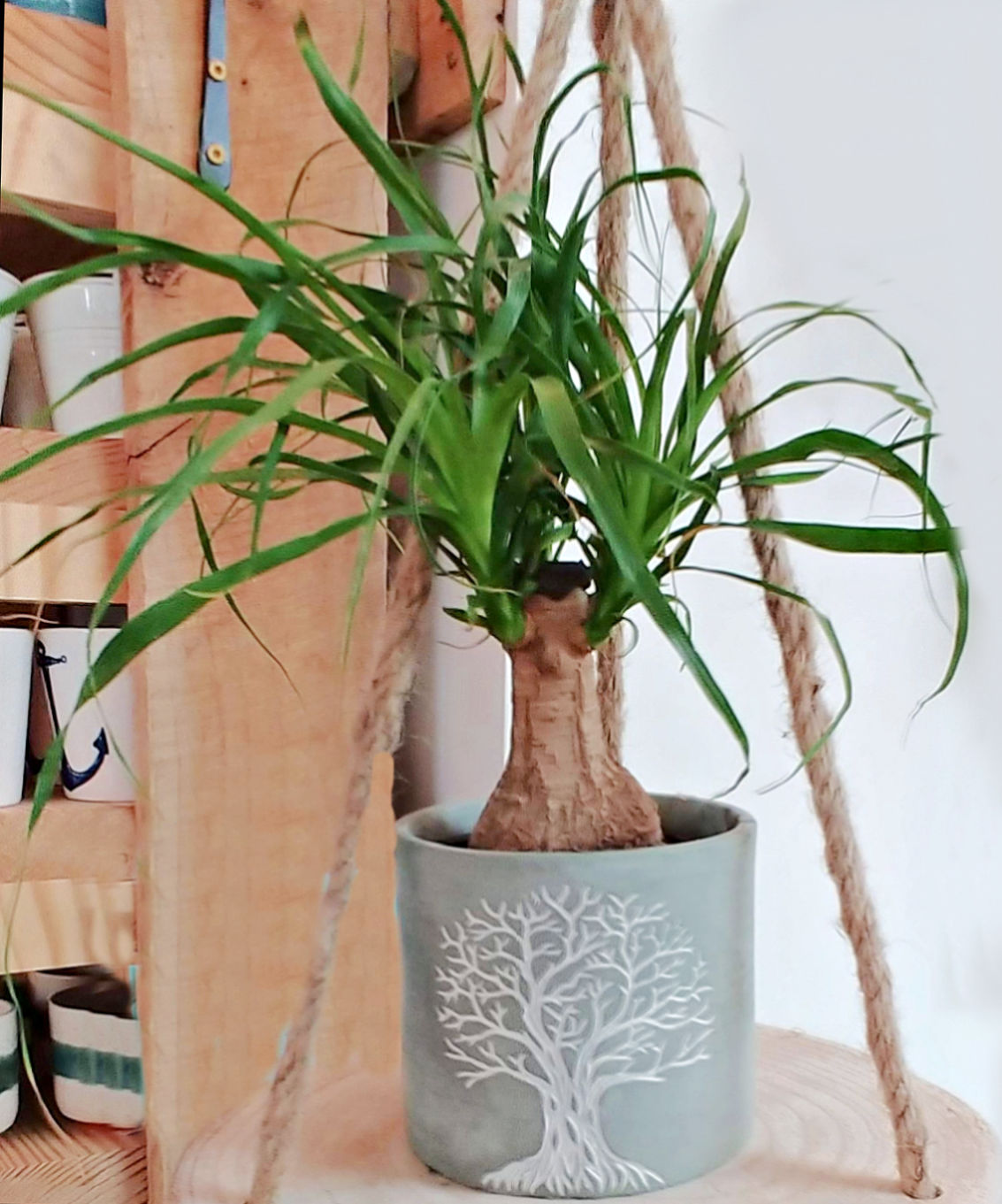 Ponytail palm, bauecarnea recurvata, in a tree of life gray pot on a wooden hanging shelf.