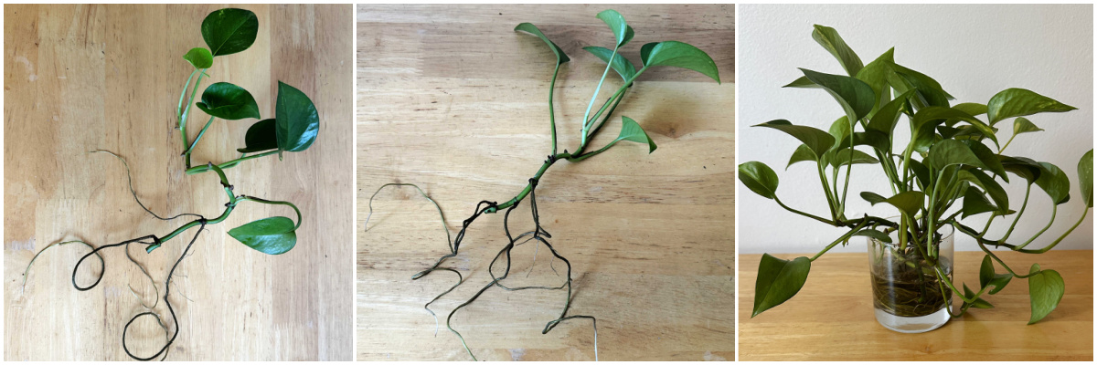 Pothos cuttings in water at various stages of development.