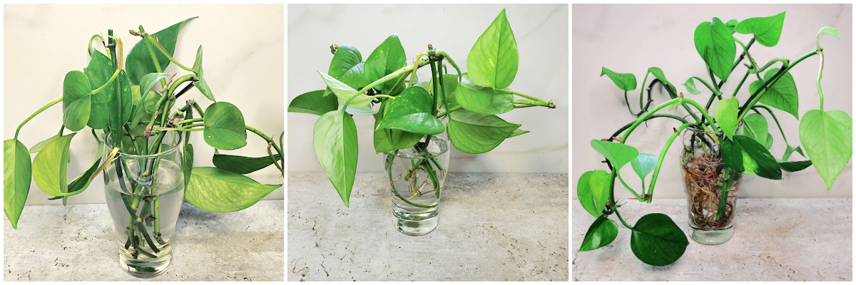 A collage with pictures of pothos cuttings in water, and the rooted cuttings after several weeks.