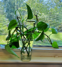 Pothos cuttings in water on a windowsill in bright, indirect light.