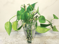 Pothos cuttings in a glass of clean water.