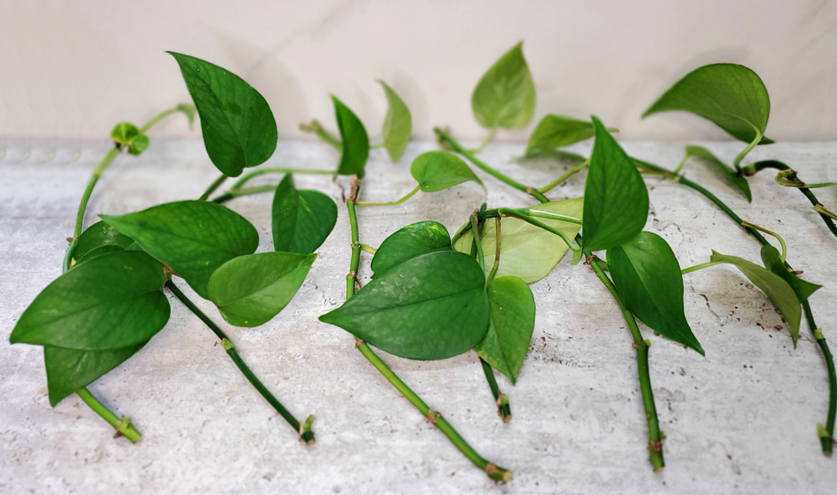 Healthy pothos cuttings on a counter top in a row.