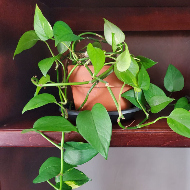 Pothos Plant Care Guide Printable