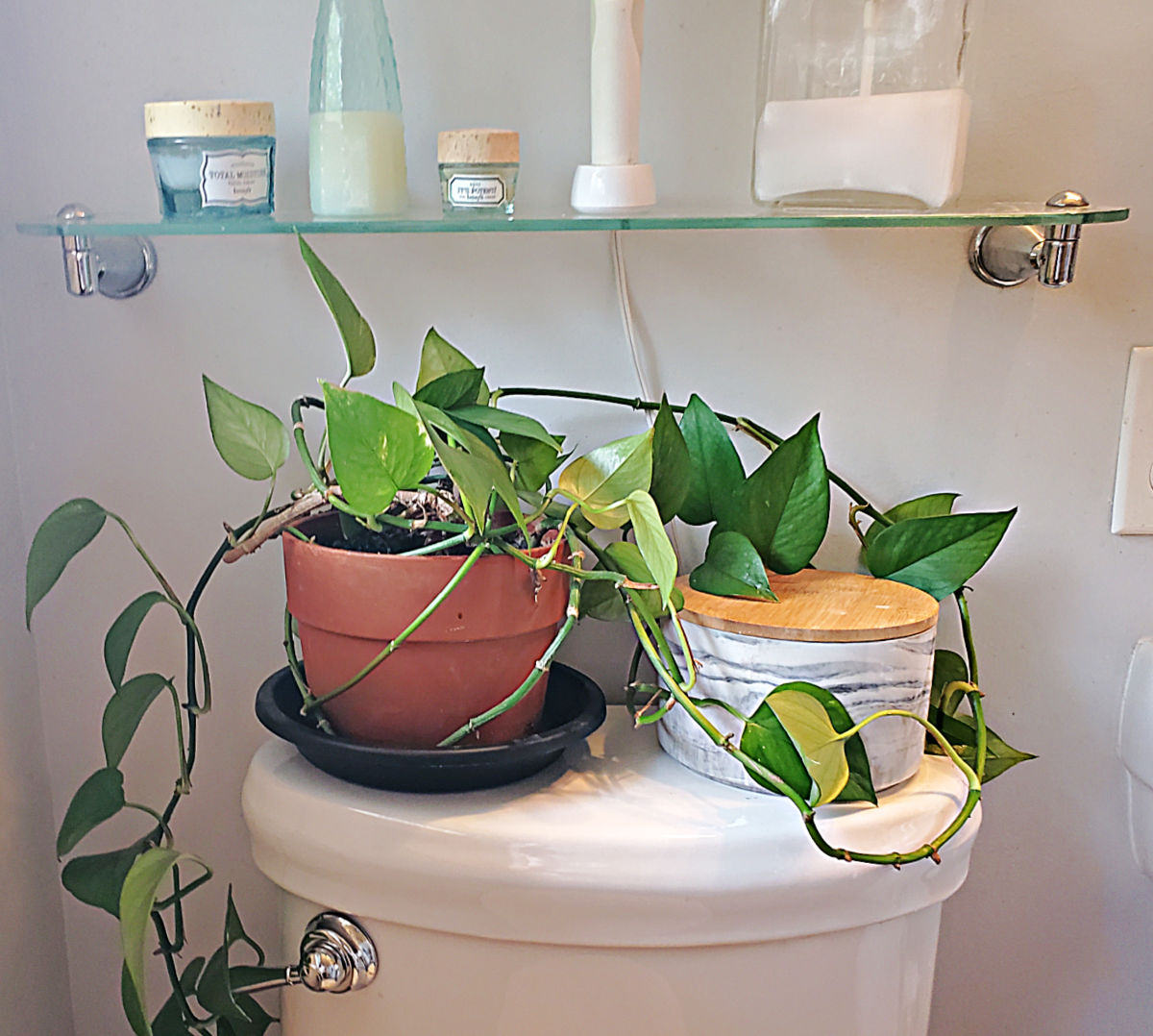 Pothos indoor plant on sitting under a shelf in a bathroom.