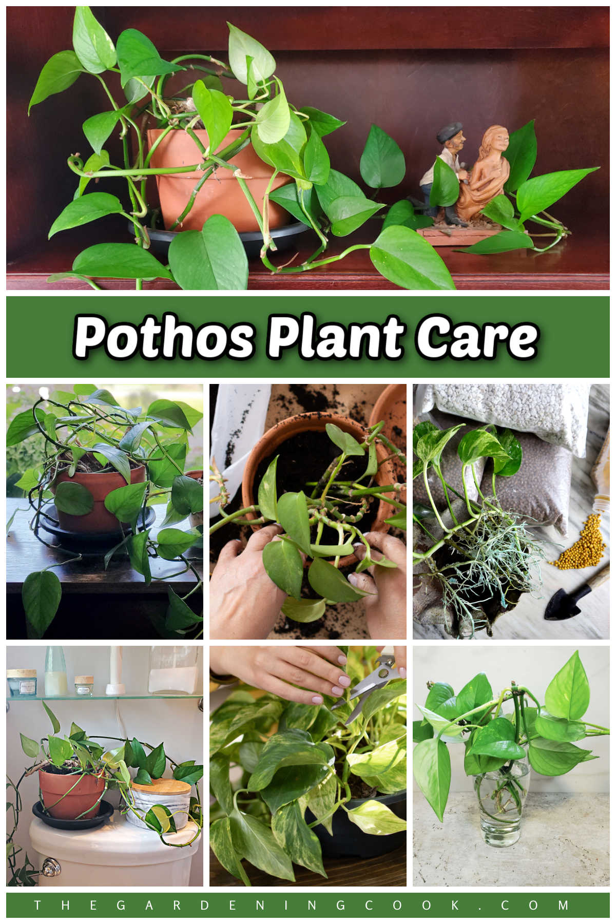 Learn How to Grow and Care for Your Pothos Plant Pothos plant care photos, including fertilizing, sunlight, repotting, pruning, humidity and propagation.