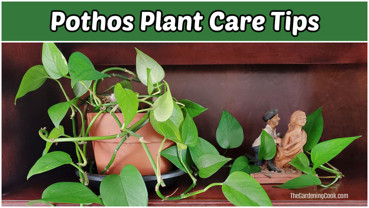 Pothos indoor plant in a clay pot with text reading pothos plant care tips.