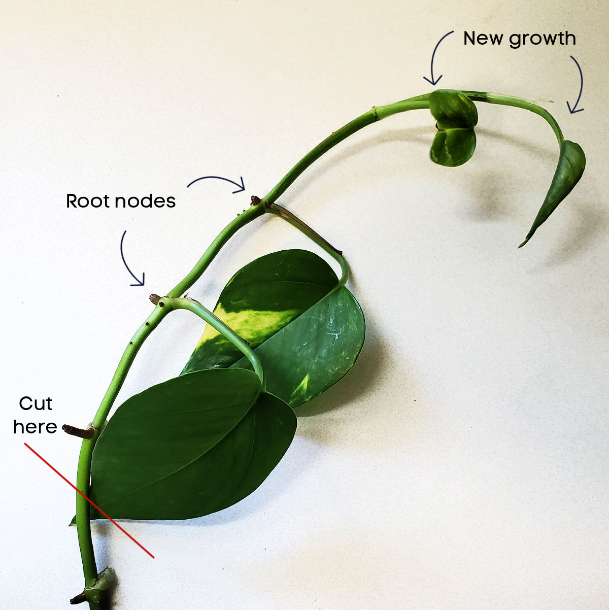An illustration showing a pothos vine with leaf nodes, new growth and the area where to make a cut.