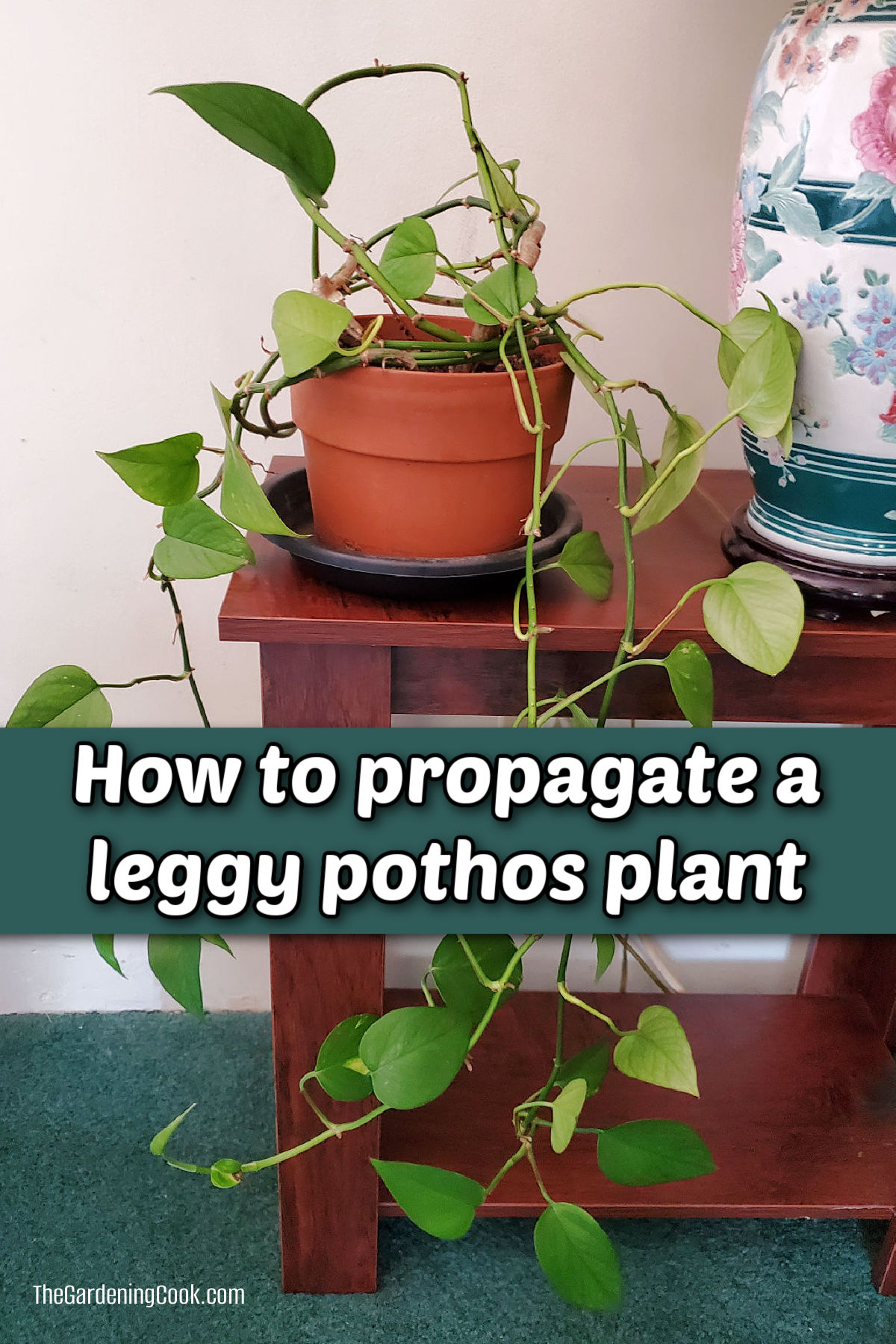 A picture of a pothos plant on a table with text reading How to propagate a leggy pothos plant.