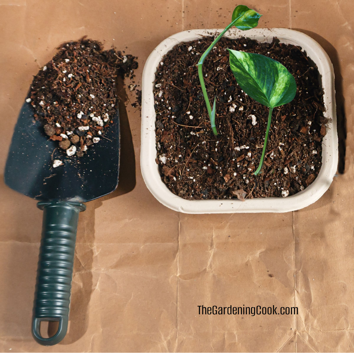 Propagating pothos in soil with a small spade and pot.