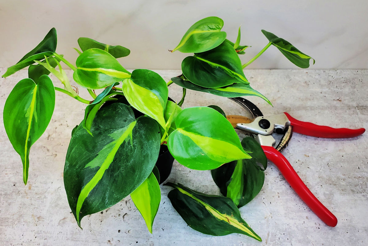 Philodendron hederaceum 'Brasil' with two pruned leaves and a pair of garden shears.