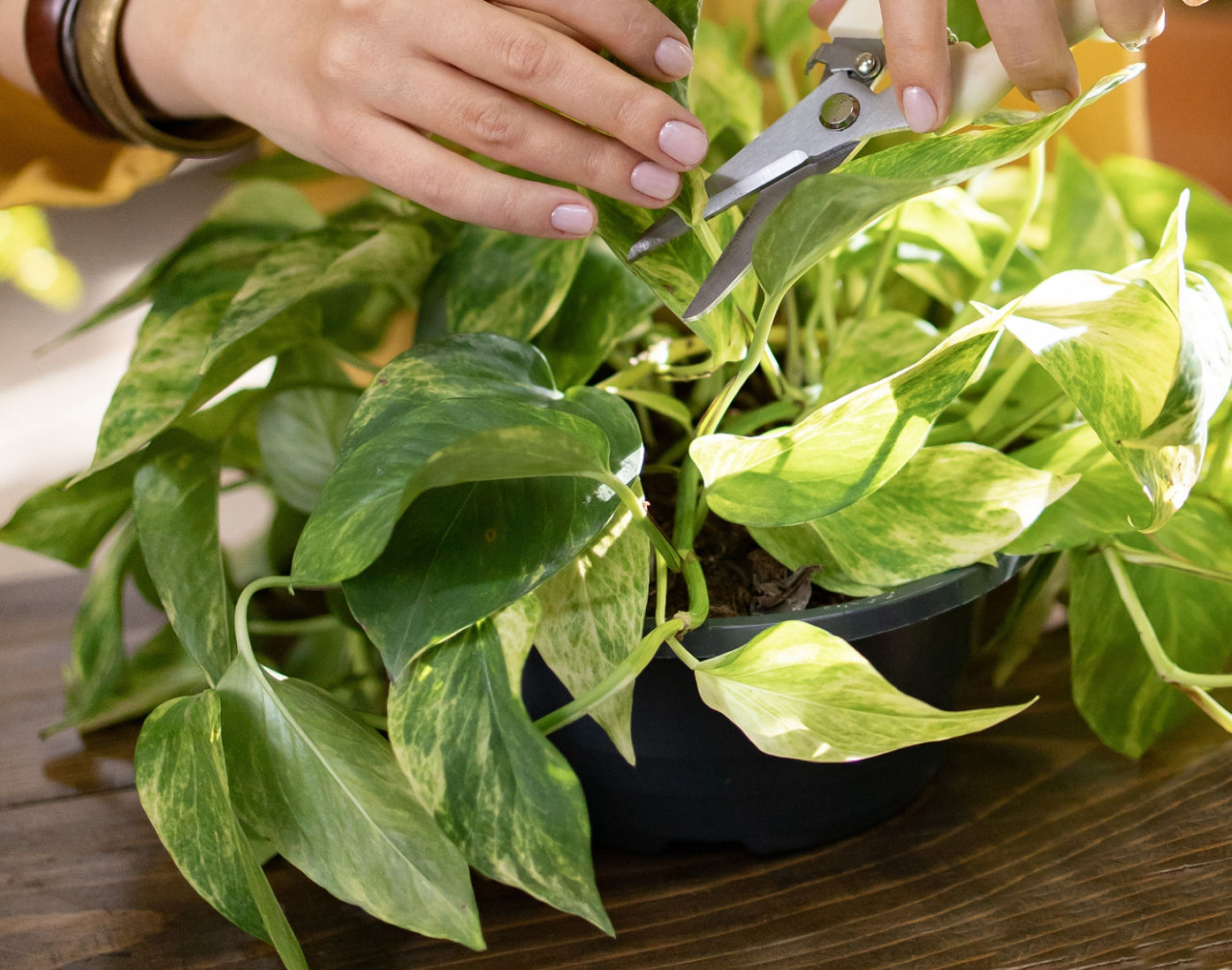A woman pruning a photos plant with small scissors.