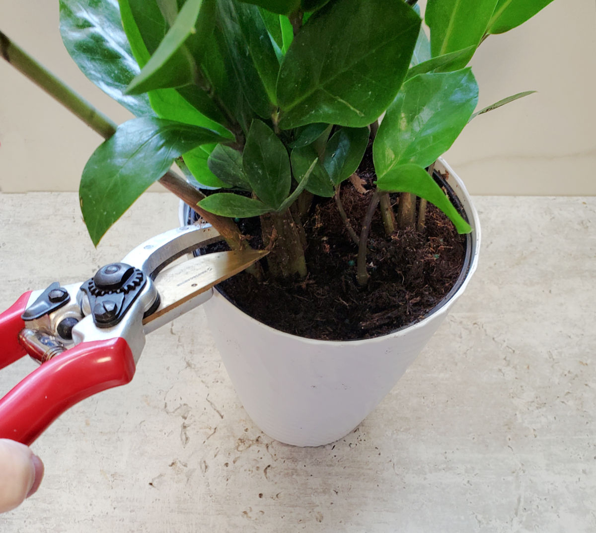 A hand pruning ZZ plant close to the soil to remove a stem.