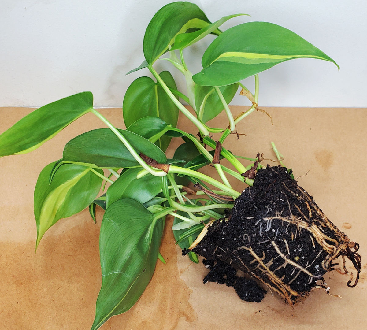 A heartleaf philodendron plant showing roots on root ball to see if it needs to be repotted.