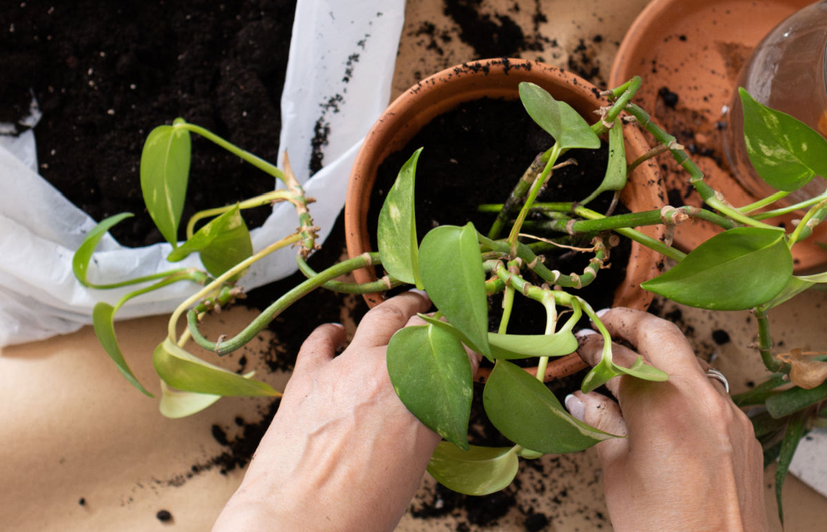 Woman repotting a pothos plant in fresh soil.