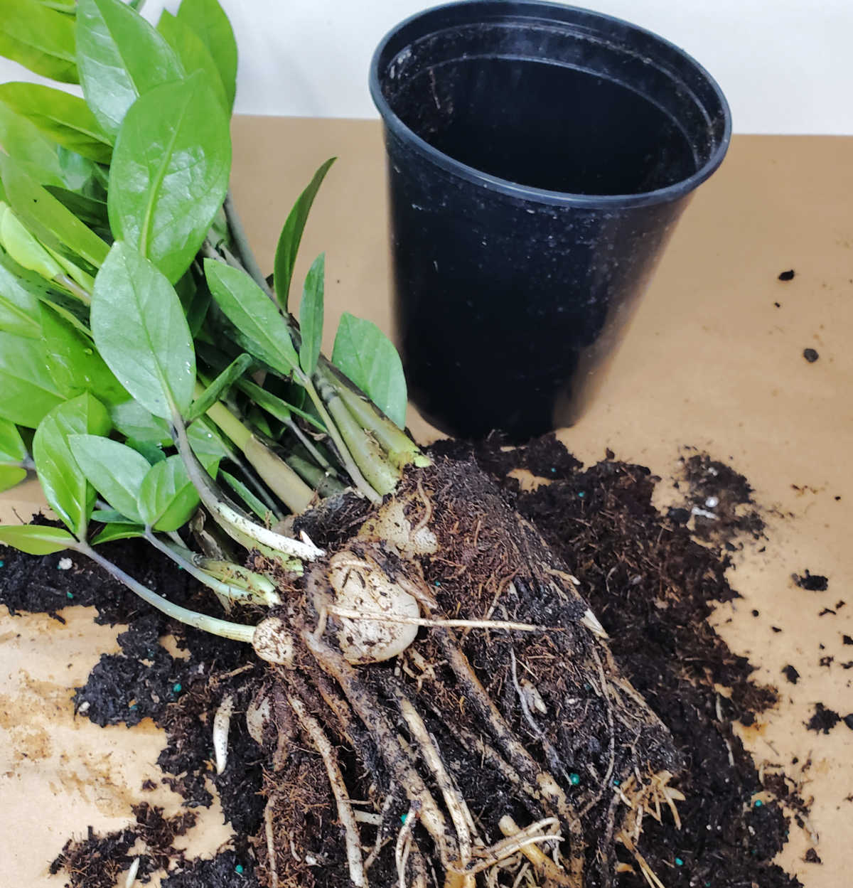 A mature ZZ plant in the process of being repotted with fresh soil next to a black pot.