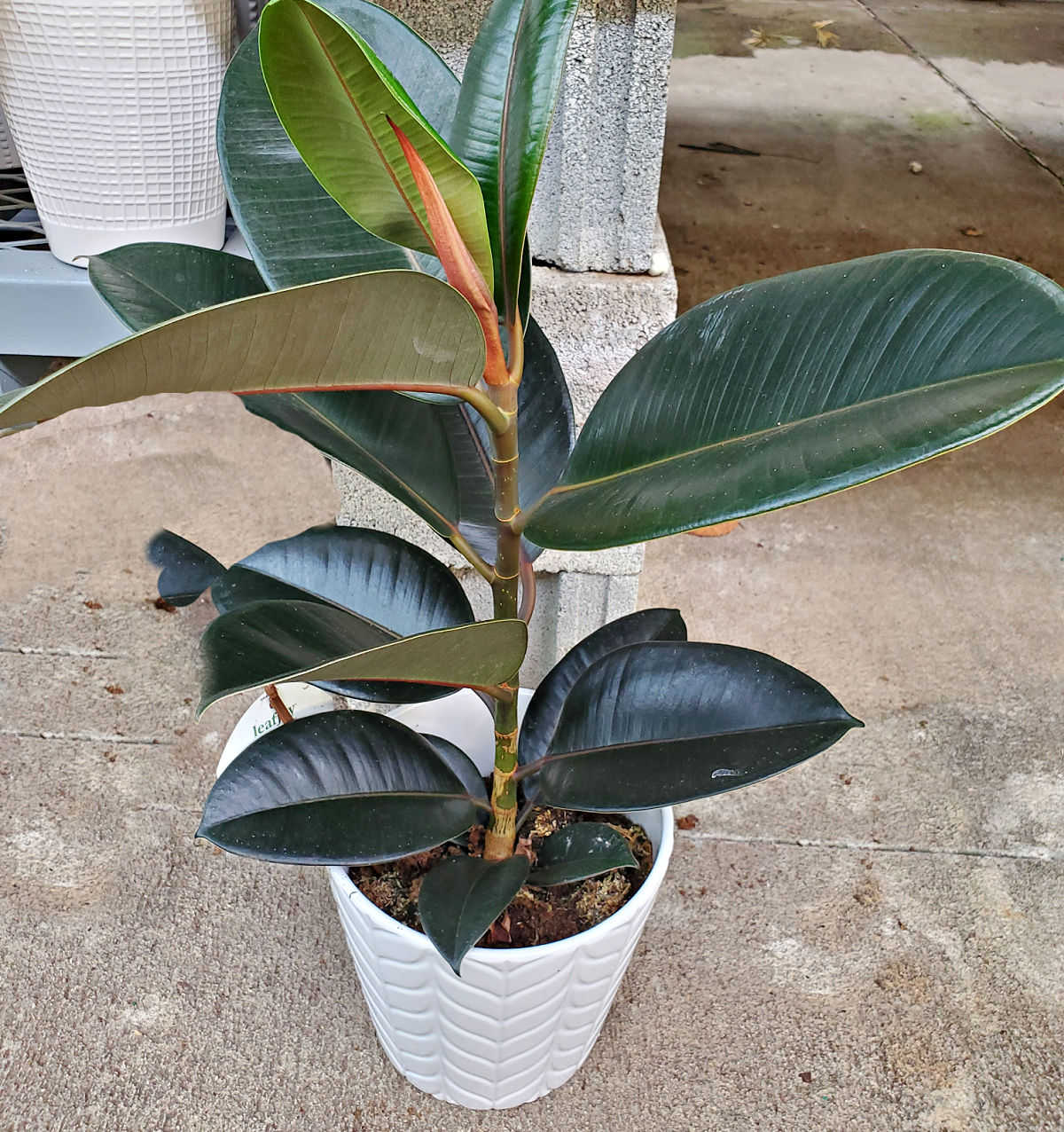 A large rubber tree plant in a white pot.