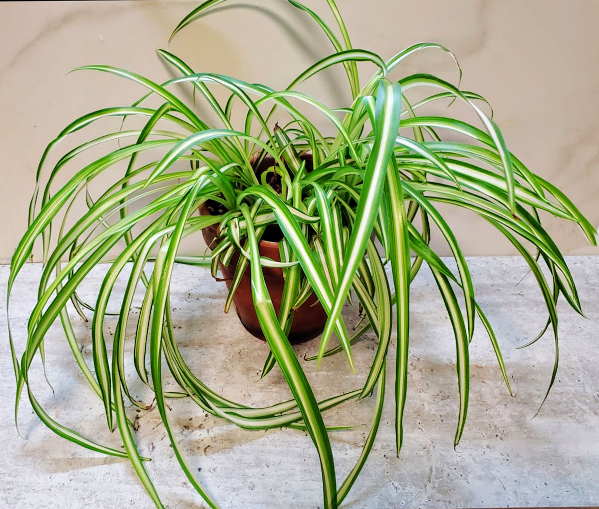 Easy houseplant: A large spider plant in a terra cotta pot on a white counter.