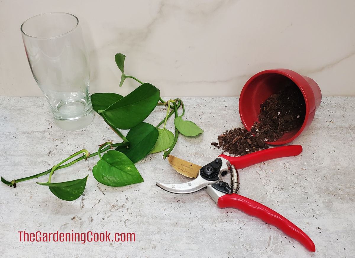 Garden pruners, pothos cuttings, pot and soil, and a clear glass - supplies for propagating a pothos indoor plant.