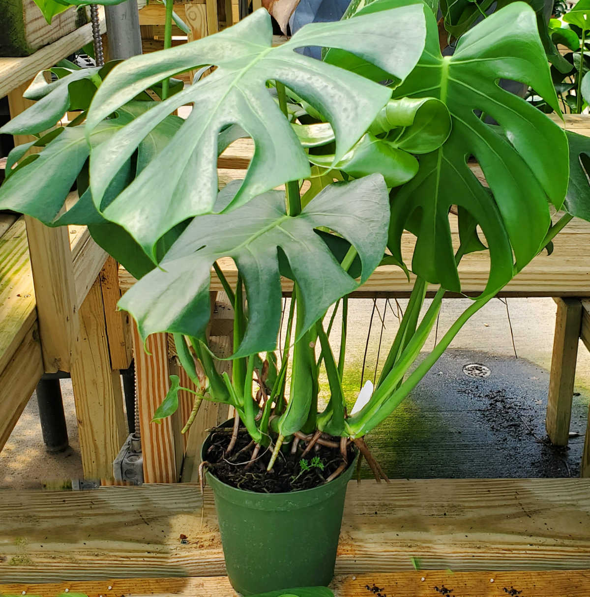 A large monstera deliciosa plant in a green pot on a wooden bench.