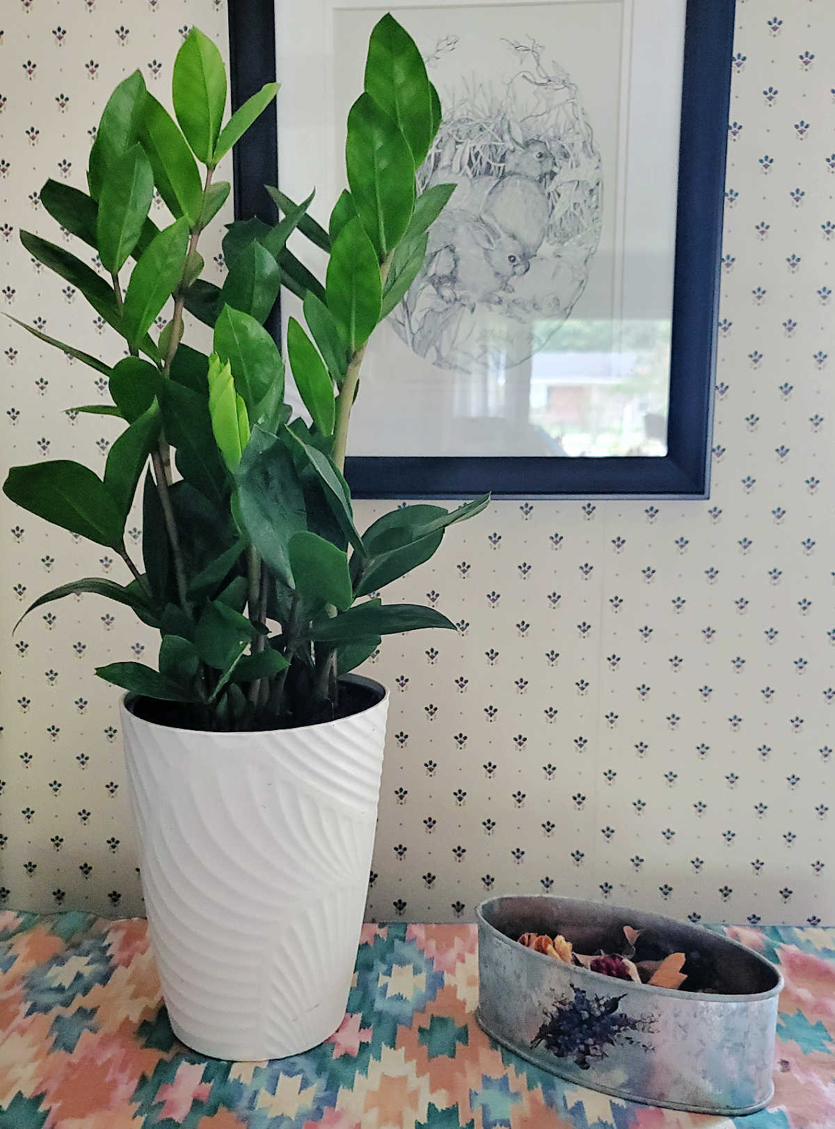 Tall ZZ plant on a table with bright, indirect sunlight.