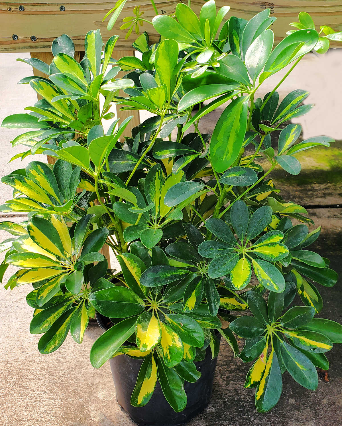 A large variegated umbrella tree plant in a black pot.