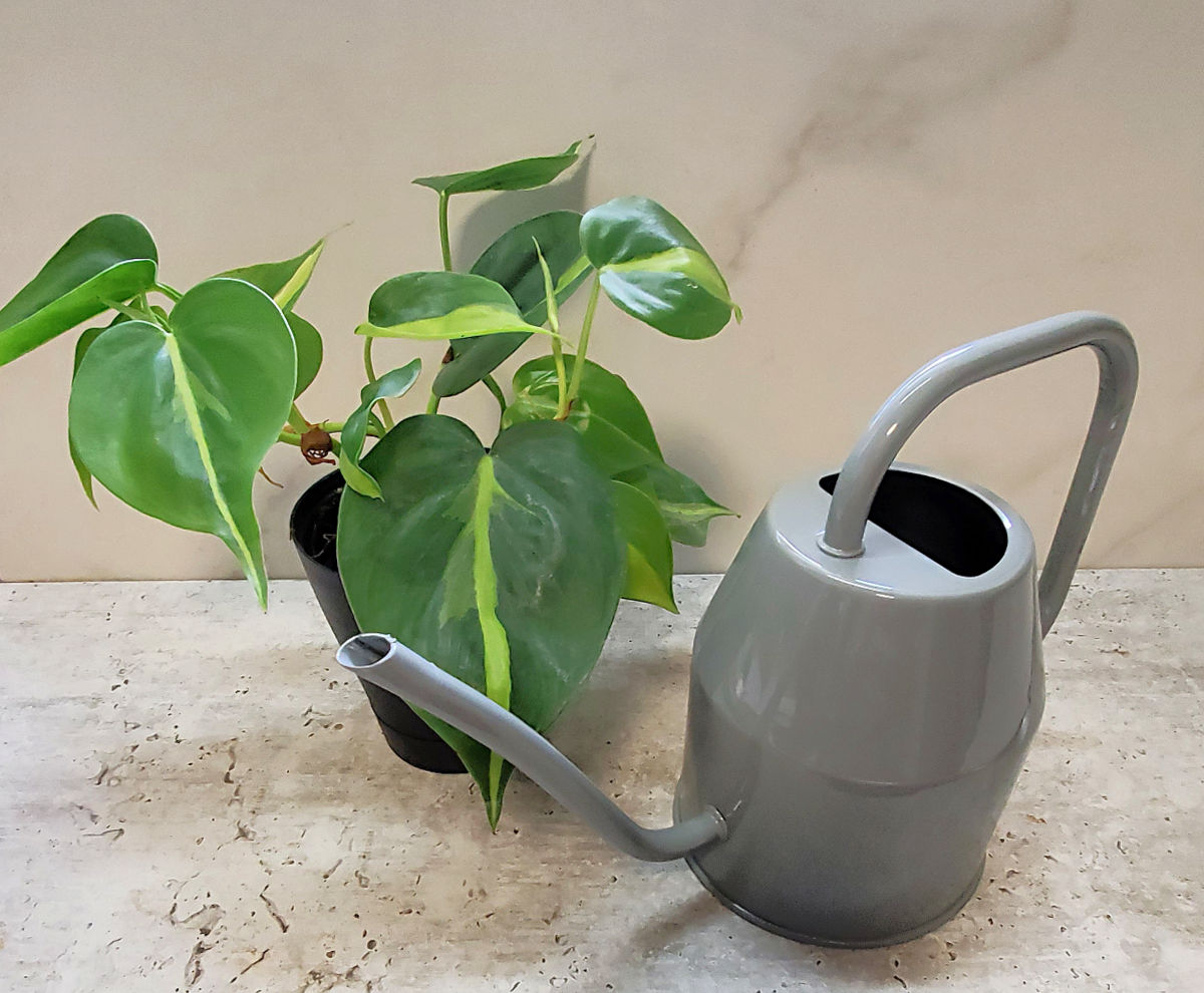 A heartleaf philodendron next to a gray watering can.