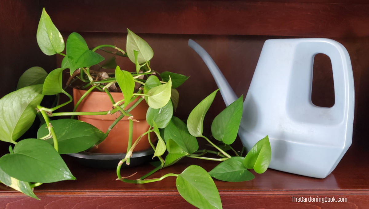 A pothos houseplant on a wooden shelf next to a blue watering can.