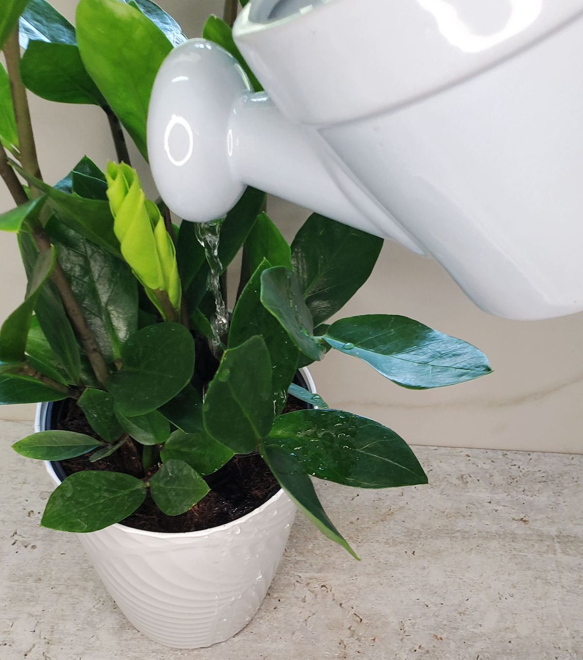 Watering ZZ plant in a white planter with a blue watering can.