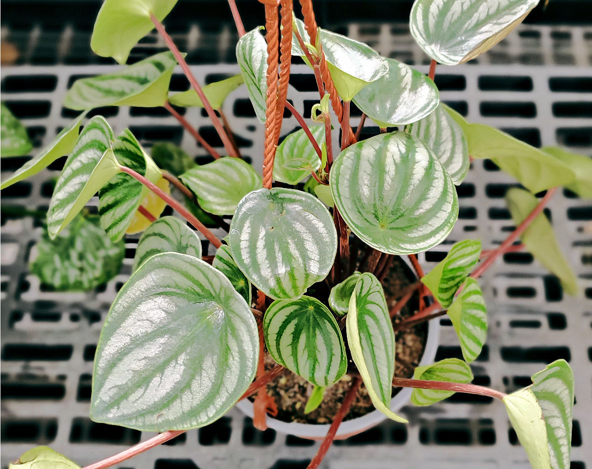A watermelon peperomia plant in a hanging basket.