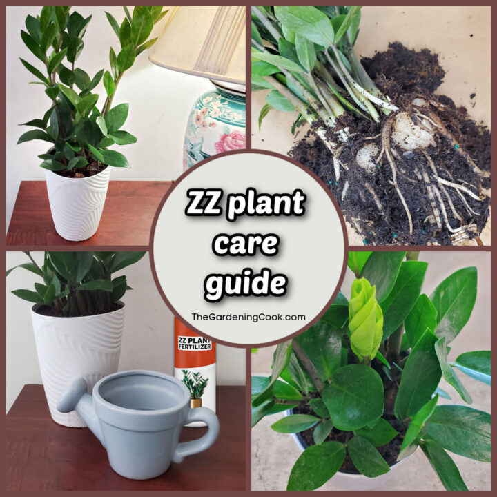 Collage showing ZZ plant care, including rhizomes, watering, fertilizing and new growth.