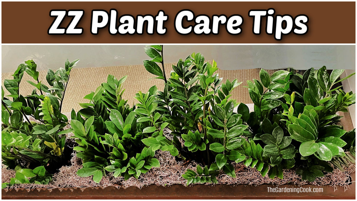 Small ZZ plants in a bronze colored planter with text reading ZZ plant care tips.
