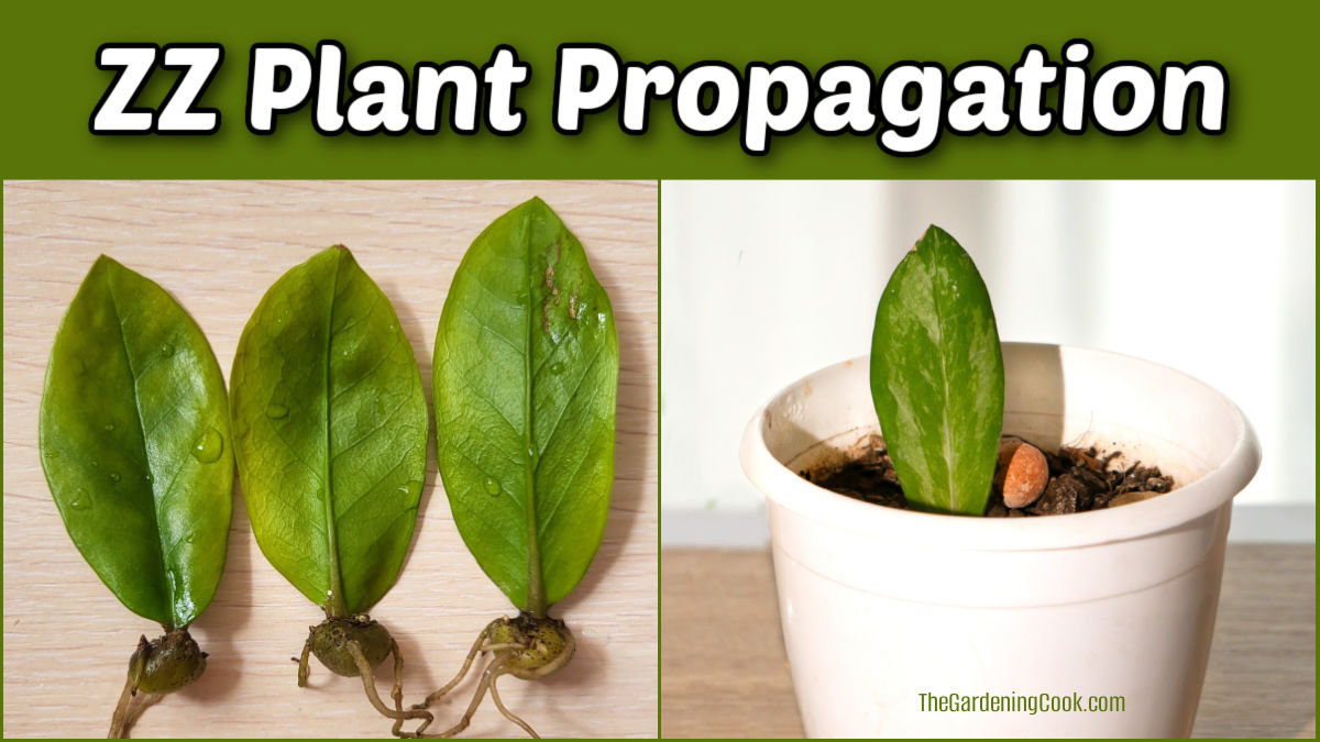 Photos showing ZZ plant propagation by leaf cuttings with rhizomes.