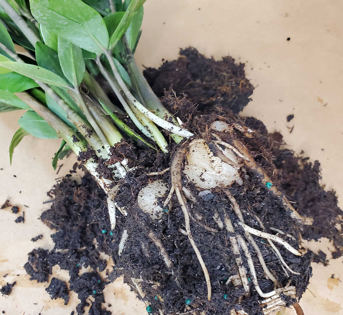 ZZ plant rhizomes sitting on soil.