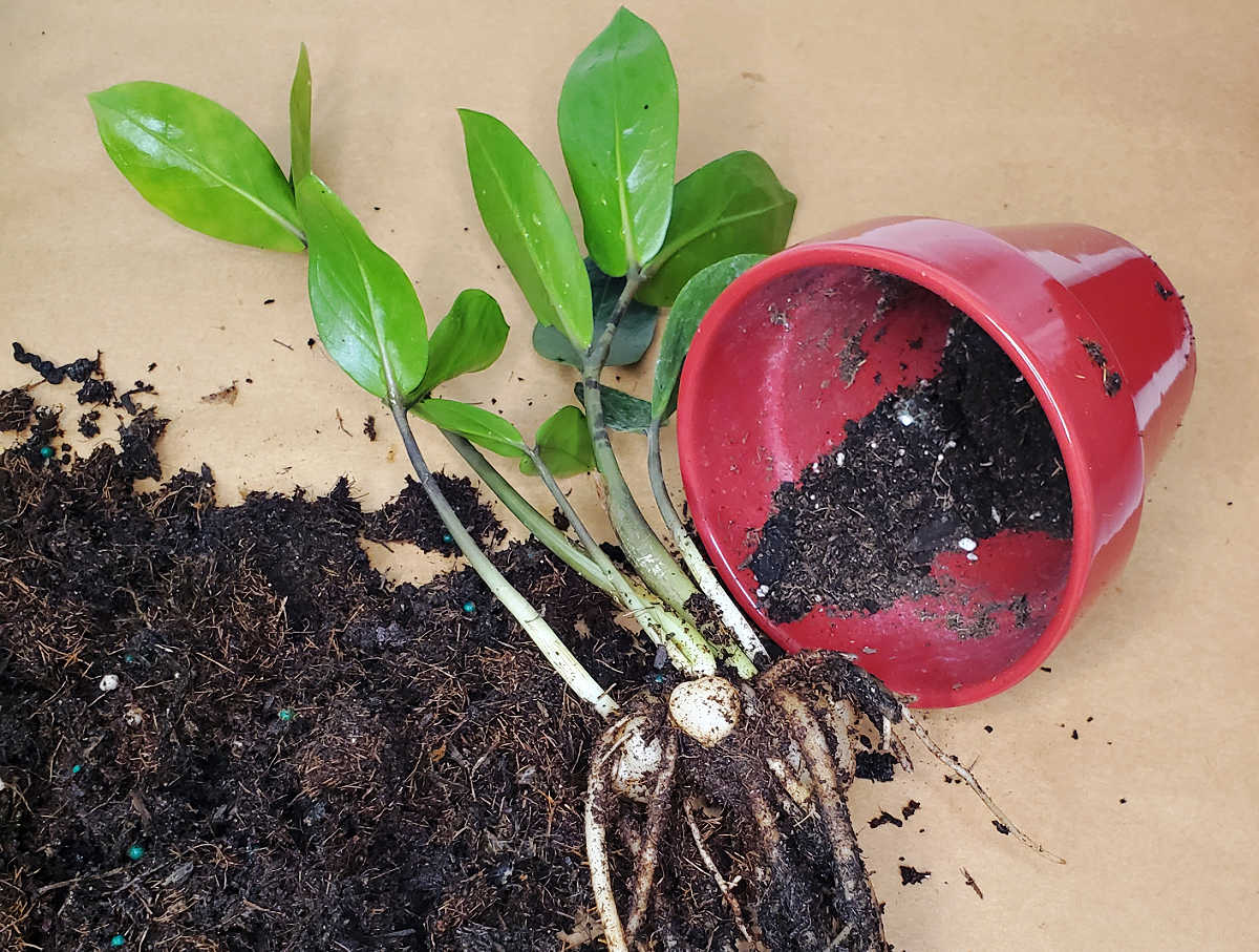 ZZ plant rhizomes next to well-draining soil and a red ceramic pot.