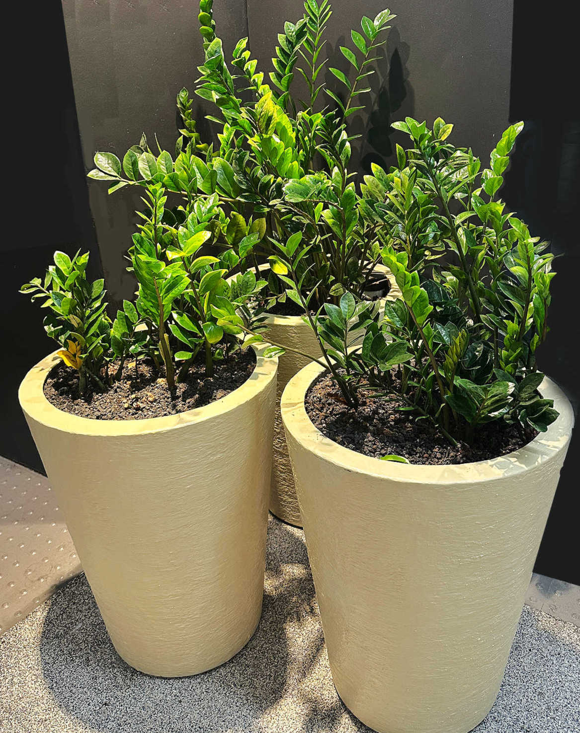 Large ZZ plants in white planters against a dark background.