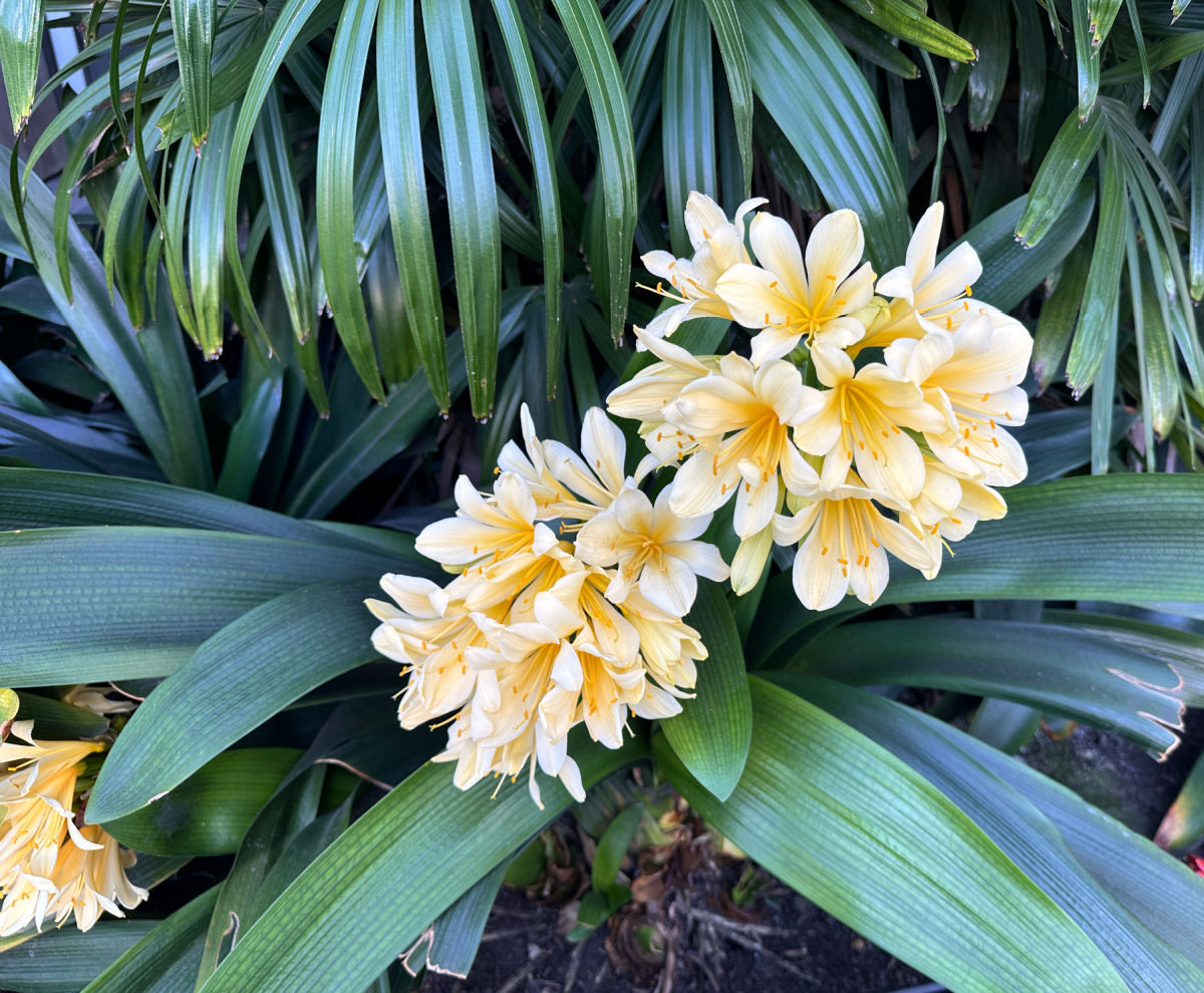 Clivia miniata plant in full bloom with creamy colored flowers.