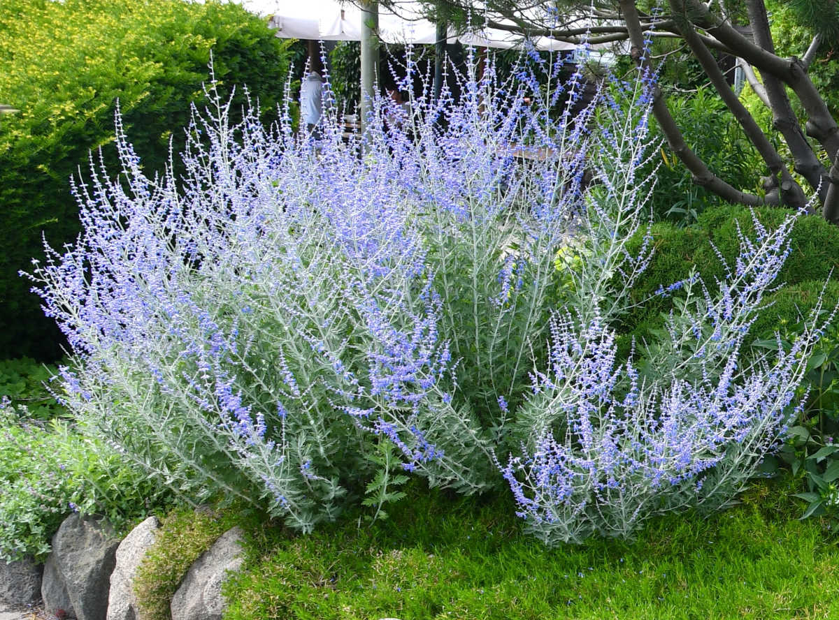 Blue flowers of fall perennial Russian sage in a garden bed.