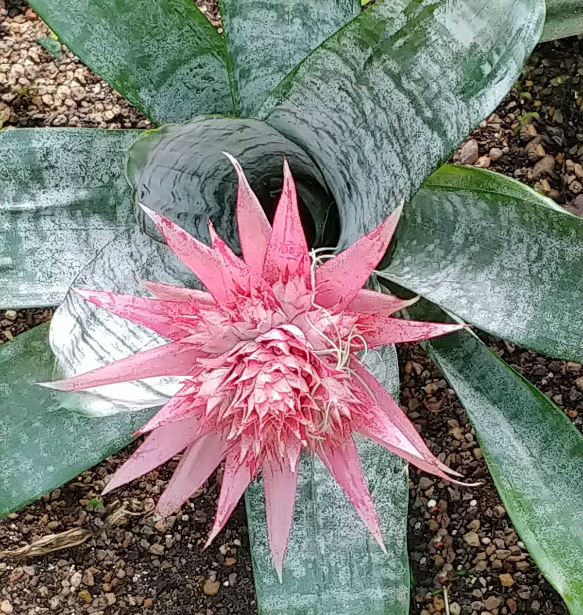 Aechmea fasciata with a large pink flower.