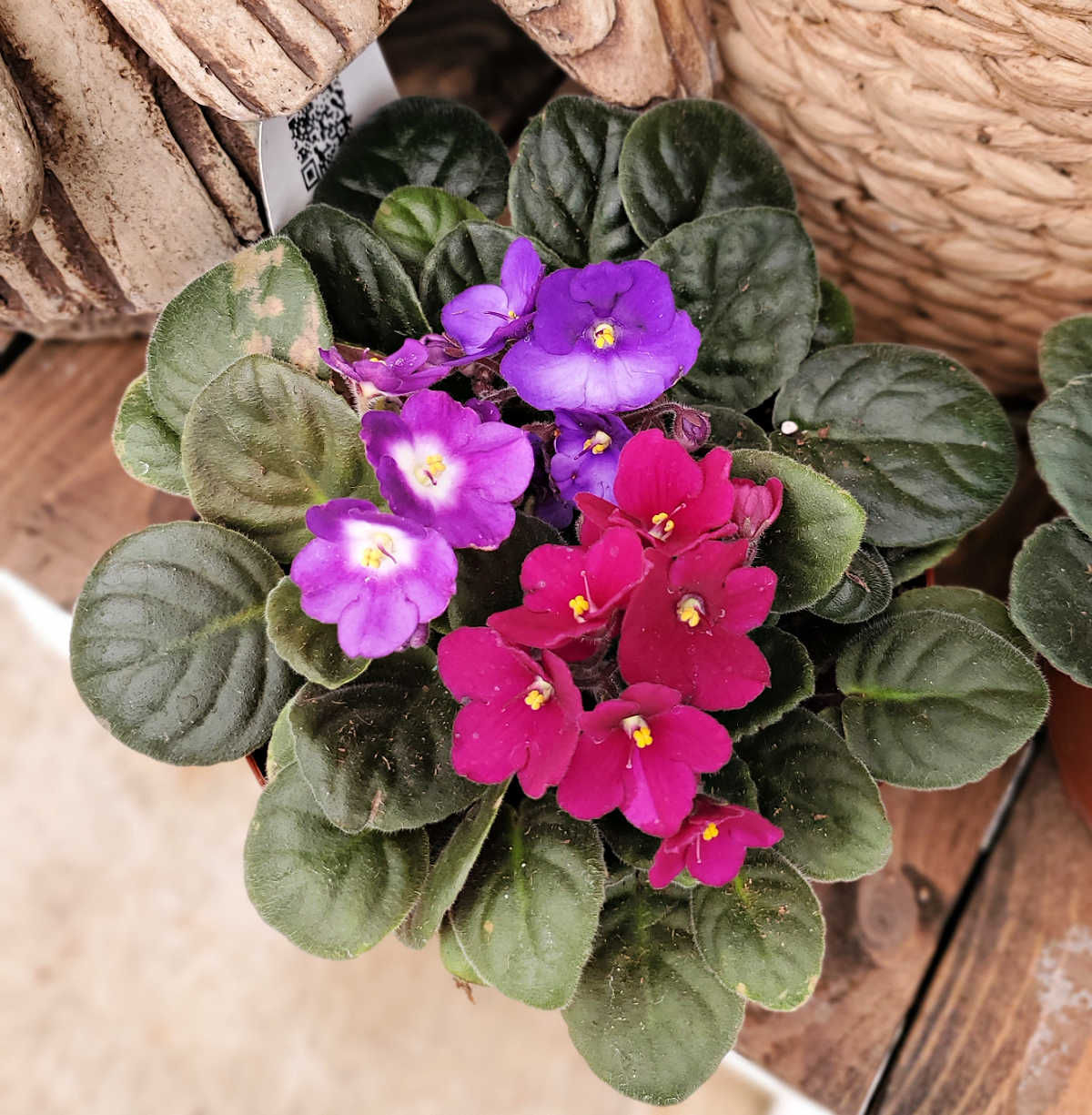 African violet plant with purple and red flowers.