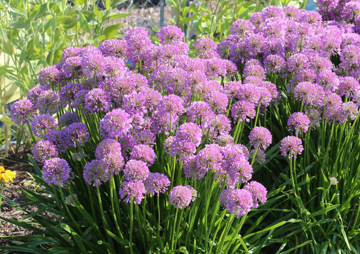 Purple globe-shaped flowers of allium, along a chain link fence.