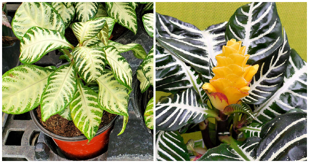 A collage showing pictures of the foliage and flowers of alphelandra squarrosa, zebra plant.