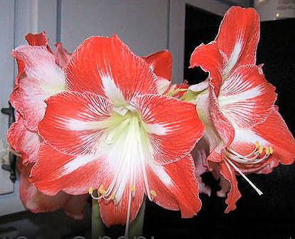Red amaryllis bulbs that have been forced indoors.